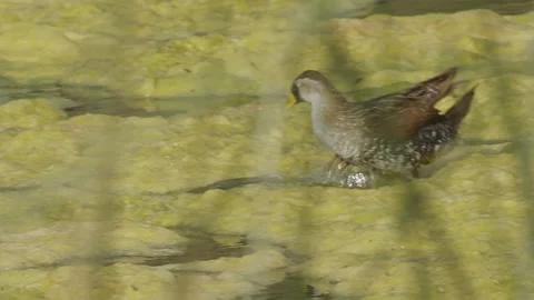 Sora rail catches insects on algae, slow motion, 4k Stock Footage 247218568