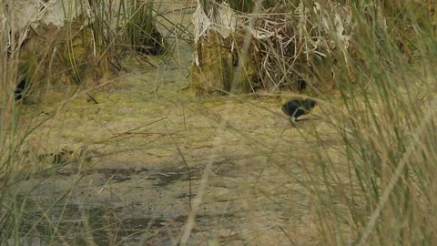 Sora Rail chick running in slow motion, 240 fps, on marsh algae, 4k Stock Footage 247217427