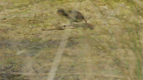 Sora rail chicks, 3 racing across algae on lake, slomo, 4k Stock Footage 247217413