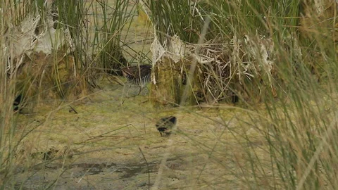Sora rail chicks on marsh algae, 3,slomo, 4k Stock Footage 247217381