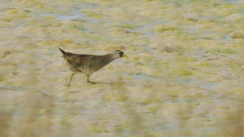 Sora Rail collecting insects for nesting mate, on green algae, slomo 4k, Stock Footage 247334525