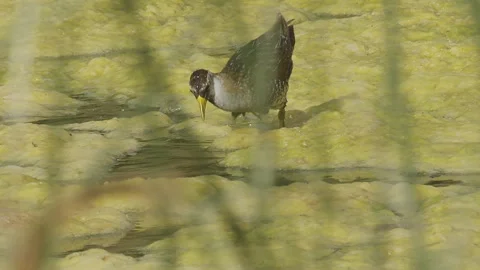 Sora Rail dips head in algae to catch insects, 240 fps, slomo, 4k Stock Footage 247218442