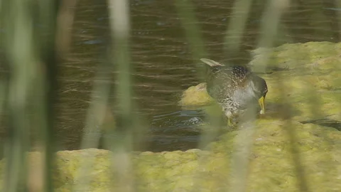 Sora rail feeds on insect in algae on lake, slomo 240 fps, 4k Stock Footage 247218444