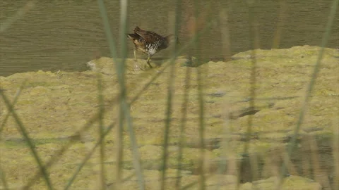 Sora rail feeds on marsh algae in slow motion, 4k Stock Footage 247218773