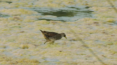 Sora Rail foraging on lake algae, slmo 4k Stock-Footage 247334491