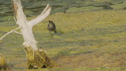 Sora Rail gathering insects for nesting mate, algae, slomo, 4k Stock-Footage 247334310
