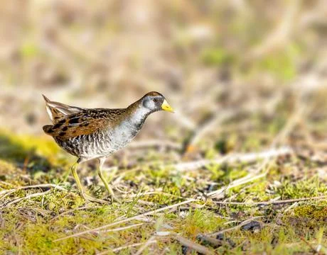 Sora rail or sora crake looking for food by a lake Stock Photos