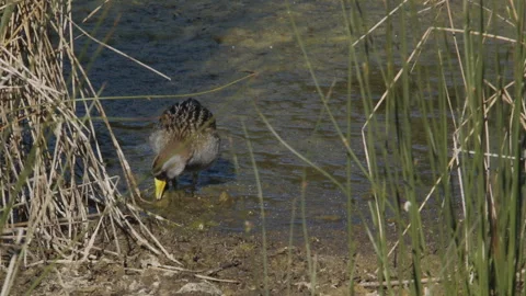Sora Rail pecks at insects in marsh, feeding, slomo, nature bird, 4k Video stock 277116333
