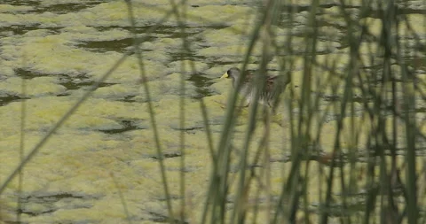 Sora rail running on green algae of lakeshore, slomo, 4k Stock Footage 244666865