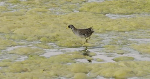 Sora Rail runs on algae from protection of reeds, slomo 4k Stock-Footage 244667910