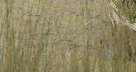 Sora  Rail runs behind marsh reeds to nest, slomo 4k, Stock Footage 244667730