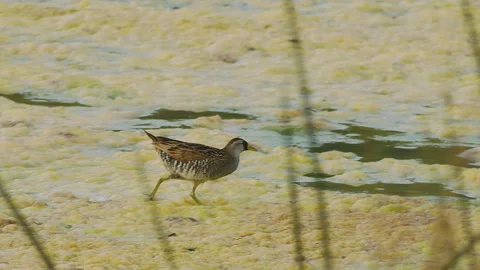 Sora Rail, seldom seen, foraging for insects on lake, slomo, 4k Stock Footage 247334407