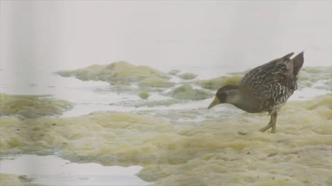 Sora Rail stalking insects on algae mat on pond, 4k slomo, Video stock 247419497