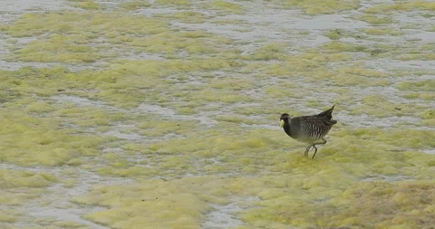 Sora Rail stalks across algae on large feet and jumps water, slomo, 4k Stock-Footage 244667905