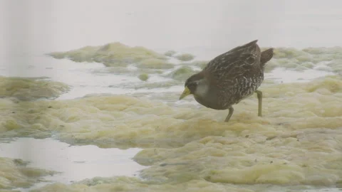 Sora Rail tracking insects on algae on pond, slomo 4k Video stock 247419380