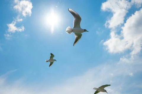 Soraing seagulls from low angle view. Sun and cloudy sky on the background Stock Photos