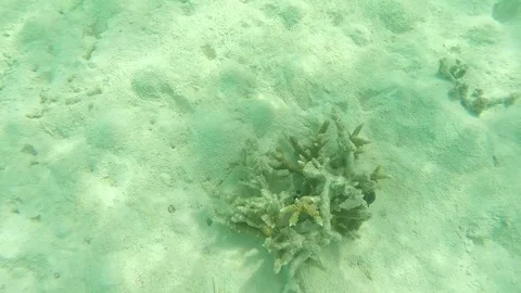 Сorals in the ocean Stock Footage 82202259