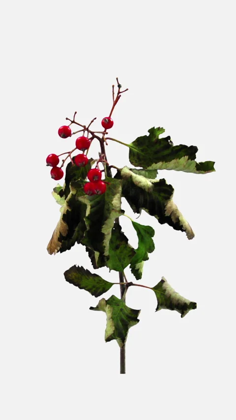 Sorbus aria Whitebeam Tree Leaves and Red Berries Drying Time Lapse Stock Footage 343725556
