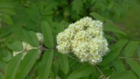 Sorbus flowers Video stock 309411845