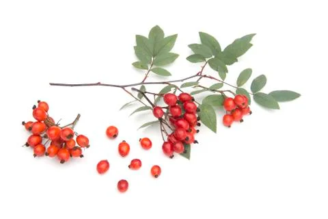 Sorbus Stock Photos