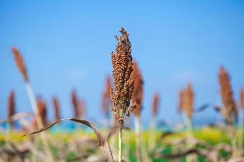 Sorghum bicolor Stock Photos