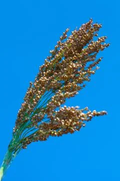 Sorghum bicolor Stock Photos