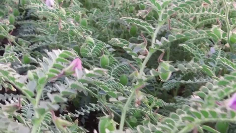 Sorghum crop Field Stock Footage 75050048