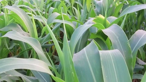 Sorghum crop Field Stock Footage 75050814