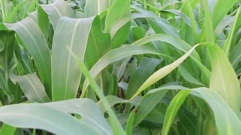 Sorghum crop Field Stock Footage 75050881