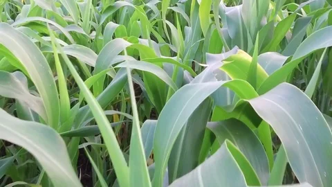 Sorghum crop Field Stock Footage 75050948
