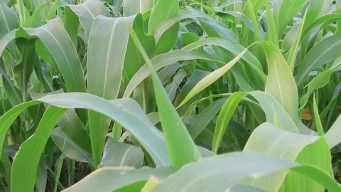 Sorghum crop Field Stock Footage 75050964