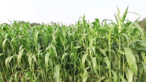 Sorghum crop Field Stock Footage 75051137