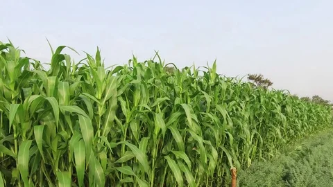 Sorghum crop Field Stock Footage 75051196