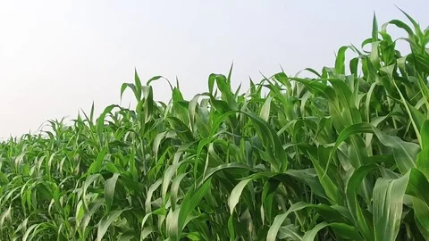 Sorghum crop Field Stock Footage 75051297