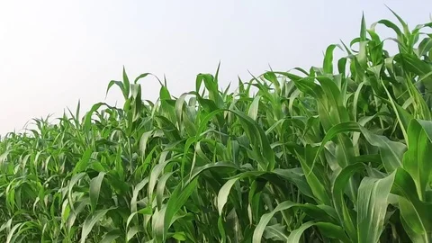 Sorghum crop Field Stock Footage 75051397