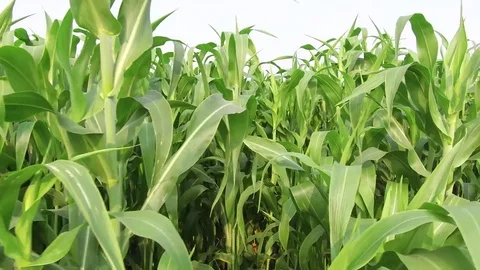 Sorghum crop Field Stock Footage 75051400