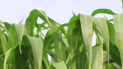 Sorghum crop Field Stock Footage 75051406