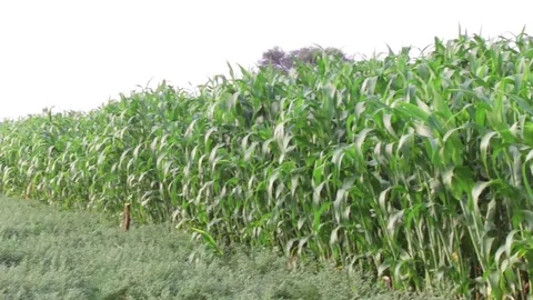 Sorghum crop Field Stock Footage 75051427
