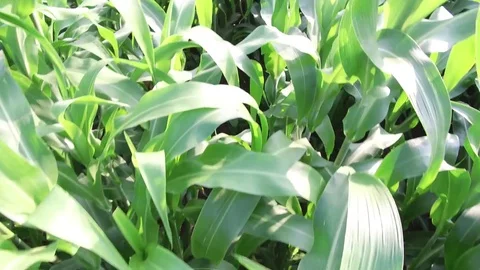 Sorghum crop Field Stock Footage 75051591
