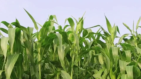 Sorghum crop Field Stock Footage 75051747