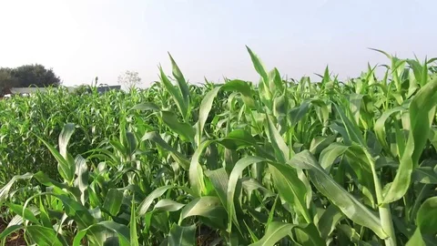 Sorghum crop field Stock Footage 75053177