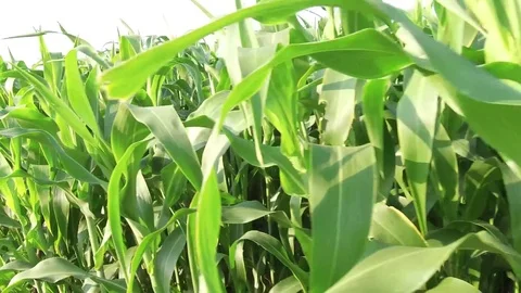 Sorghum crop field Stock Footage 75053235