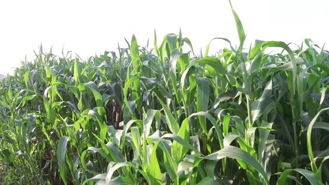 Sorghum crop field Stock Footage 75053255