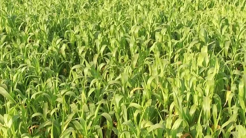 Sorghum crop field Stock Footage 75054350