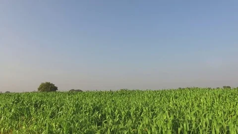 Sorghum crop field Stock Footage 75054473