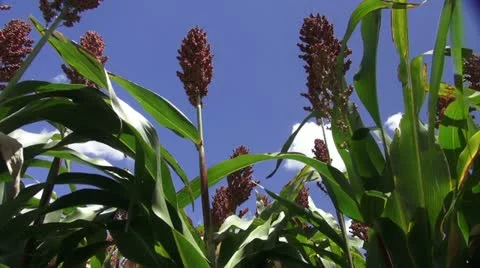 Sorghum Crop Stock Footage 11024550
