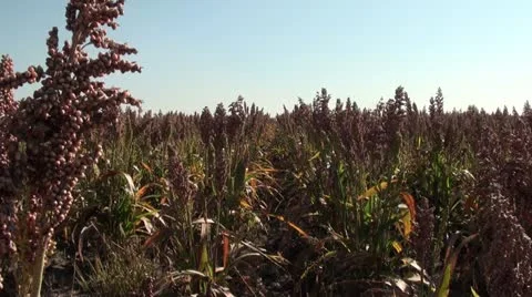 Sorghum crop 스톡 동영상 12168054