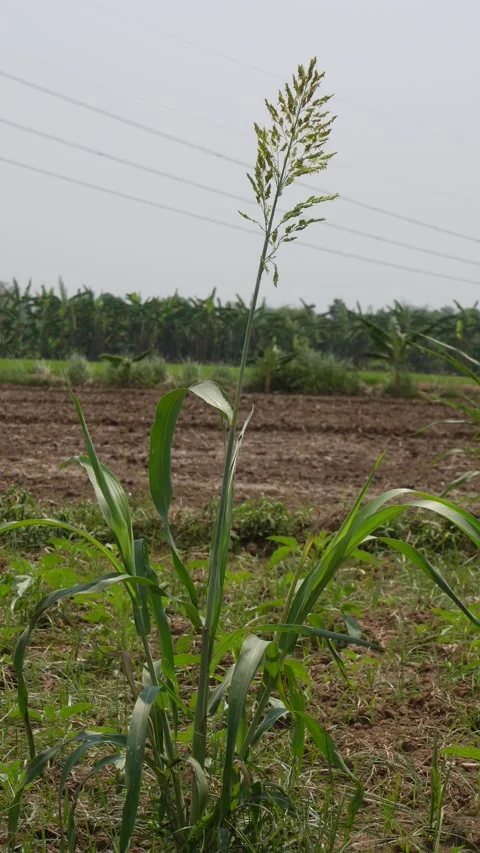 Sorghum Crop Stock Footage 333963158