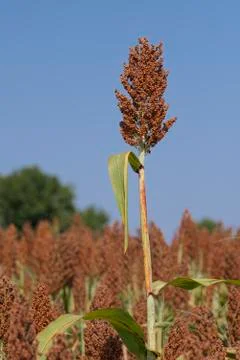 Sorghum crop Stock Photos