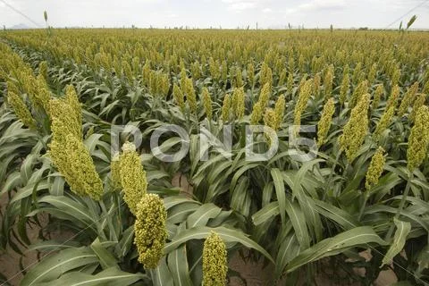 Sorghum Farm Field Plants Photo Scenic Stock Photos